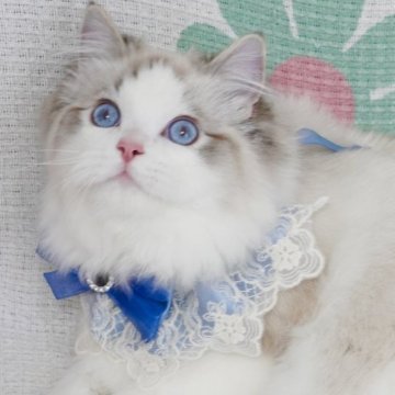 ラグドール【茨城県・男の子・2023年9月20日・薄いシールリンクスポイントバイカラー（長毛）】の写真「両親外産 まん丸甘い顔たち🥰大きいブルー目」