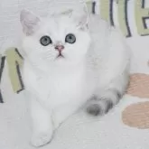 ブリティッシュショートヘア【茨城県・男の子・2024年3月27日・シルバー】の写真1