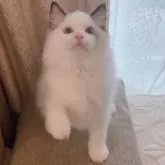 ラグドール【茨城県・男の子・2022年6月4日・シールポイントバイカラー】の写真1