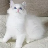 ラグドール【茨城県・男の子・2023年6月8日・ブルーリンクスポイントバイカラー】の写真1「摄影日9月10日」