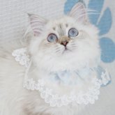 ブリティッシュロングヘア