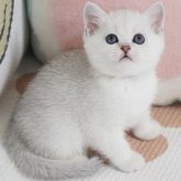 ブリティッシュショートヘア