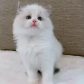 ラグドール【茨城県・女の子・2022年7月15日・ブルーポイントバイカラー】の写真1