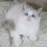 ラグドール【茨城県・女の子・2023年5月16日・ブルーポイントバイカラー】の写真1