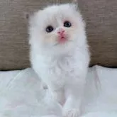 ラグドール【茨城県・女の子・2022年8月21日・シールポイントバイカラー】の写真1「摄影日 9月14日」