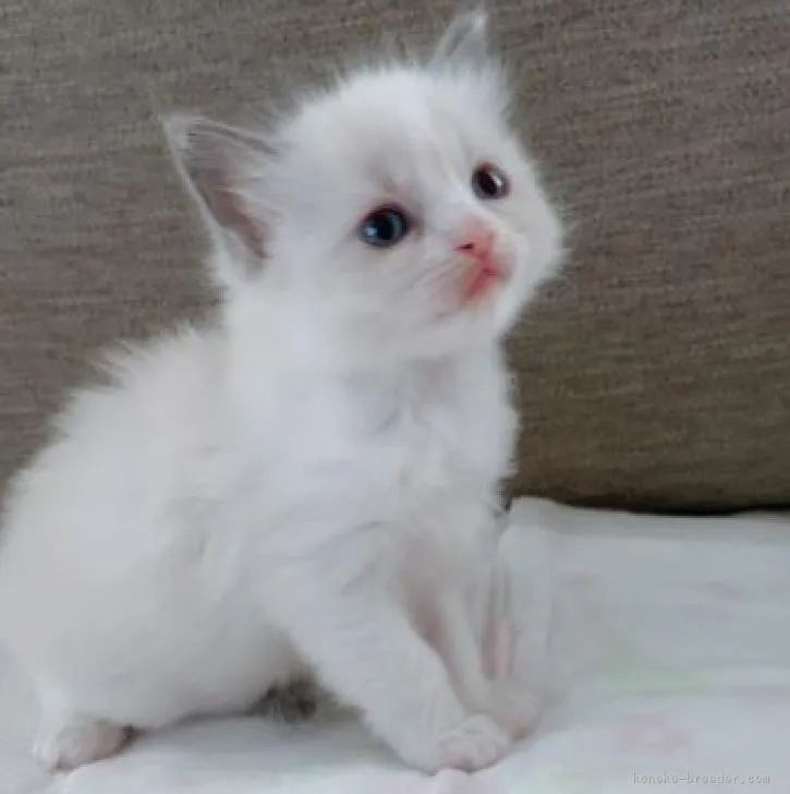 ID：2211-00162の子猫