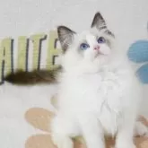 ラグドール【茨城県・女の子・2023年10月12日・シールポイントバイカラー】の写真2