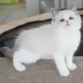 ラグドール【茨城県・女の子・2023年6月14日・ブルーポイントバイカラー】の写真2「摄影日8月13日」