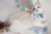 ラグドール【茨城県・男の子・2023年10月3日・シールリンクスポイントバイカラー】の写真2「完璧で大きいハチワレ部分　リンクスの柄も左右对称」