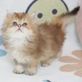 ブリティッシュショートヘア【茨城県・男の子・2024年8月20日・ゴールデン】の写真2