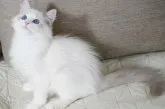 ラグドール【茨城県・男の子・2023年6月8日・ブルーリンクスポイントバイカラー】の写真2「大きくて、深いブルー目」