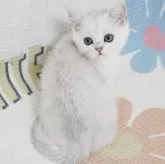 ブリティッシュショートヘア【茨城県・男の子・2024年3月27日・シルバー】の写真3