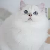 ブリティッシュロングヘア【茨城県・男の子・2024年4月6日・シルバーポイント】の写真3