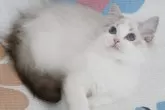 ラグドール【茨城県・女の子・2024年5月24日・シールリンクスポイントバイカラー】の写真3