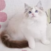 ラグドール【茨城県・男の子・2023年10月12日・シールリンクスポイントバイカラー】の写真3「深いブルー目」