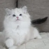 ラグドール【茨城県・女の子・2023年3月7日・シールリンクスポイントバイカラー】の写真3「リンクスの柄左右対称」