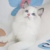 ラグドール【茨城県・男の子・2024年6月22日・ブルーポイントバイカラー】の写真3