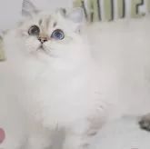 ブリティッシュロングヘア【茨城県・女の子・2024年4月6日・薄いリンクスゴールデンポイント】の写真4