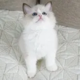 ラグドール【茨城県・女の子・2023年5月16日・シールポイントバイカラー】の写真5「太い骨　太い体型」