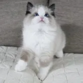 ラグドール【茨城県・男の子・2023年3月7日・シールポイントバイカラー】の写真5「摄影日5月14日 毛量いっぱい」