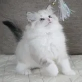 ラグドール【茨城県・女の子・2023年3月7日・シールリンクスポイントバイカラー】の写真5「毛量いっぱい」