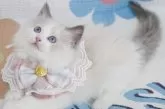 ラグドール【茨城県・女の子・2024年5月21日・ブルーポイントバイカラー】の写真5