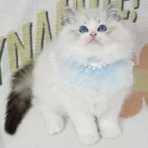 ラグドール【茨城県・男の子・2023年11月4日・シールリンクスポイントバイカラー】の写真5「爆毛 太い尻尾🐱」