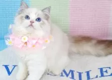 ラグドール【茨城県・女の子・2025年6月14日・薄いシールリンクスポイントバイカラー】の写真12