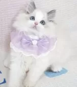 ラグドール【茨城県・女の子・2025年7月18日・ブルーポイントバイカラー】の写真12