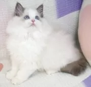 ラグドール【茨城県・男の子・2025年7月18日・ブルーポイントバイカラー】の写真11