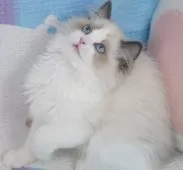 ラグドール【茨城県・男の子・2024年12月10日・ブルーポイントバイカラー】の写真12