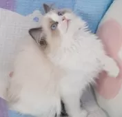 ラグドール【茨城県・男の子・2024年12月10日・ブルーポイントバイカラー】の写真14