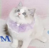 ラグドール【茨城県・女の子・2025年5月11日・ブルーリンクスポイントバイカラー】の写真14