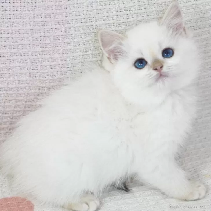 M.S 様のお迎えした子猫