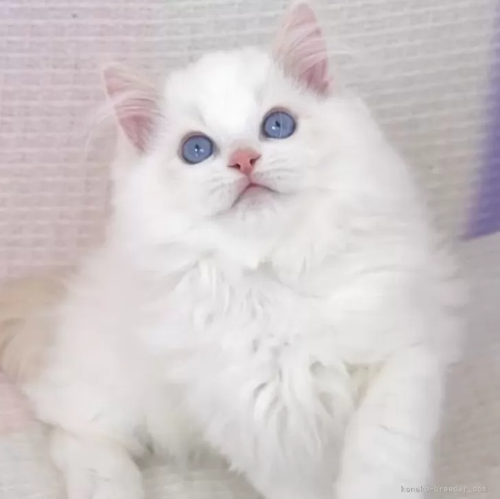 S.Y 様のお迎えした子猫