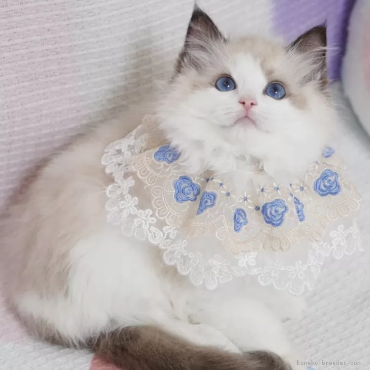 ID：2506-00422の子猫