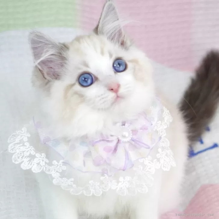 ID：2506-02650の子猫