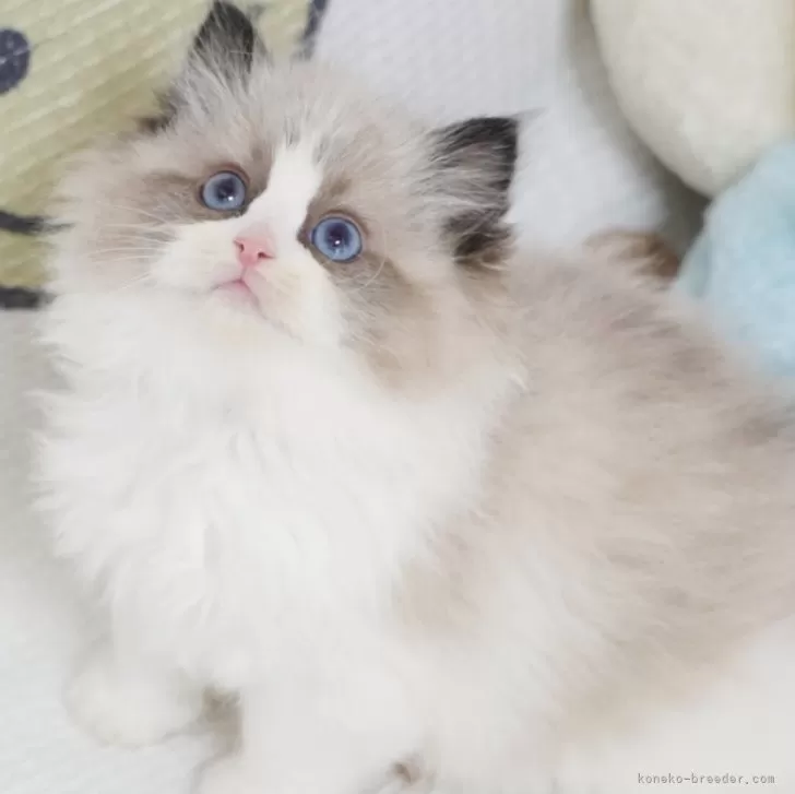 ID：2501-02455の子猫