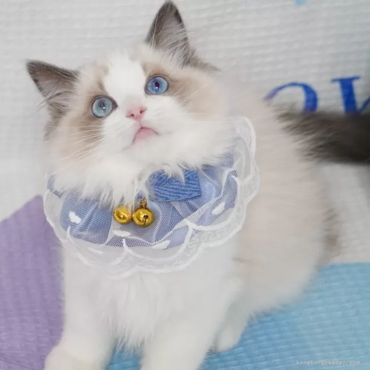 ID:2503-01285の子猫