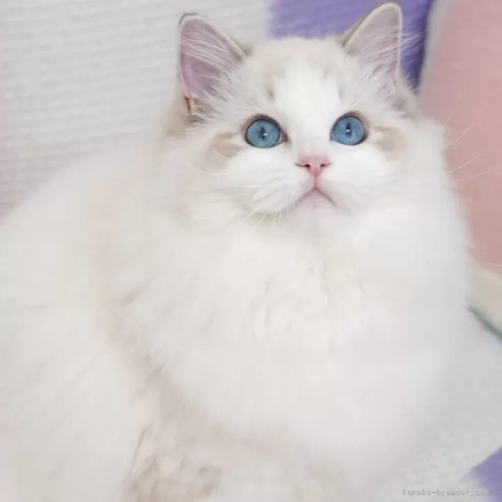 ベルガモット 様のお迎えした子猫