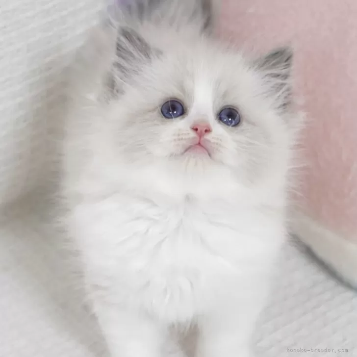 ID：2506-02554の子猫