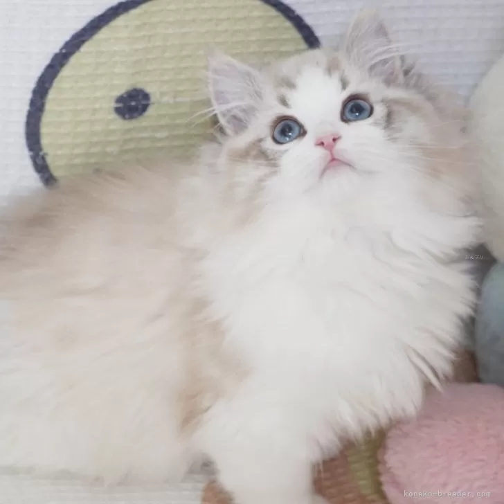 ID：2502-02519の子猫