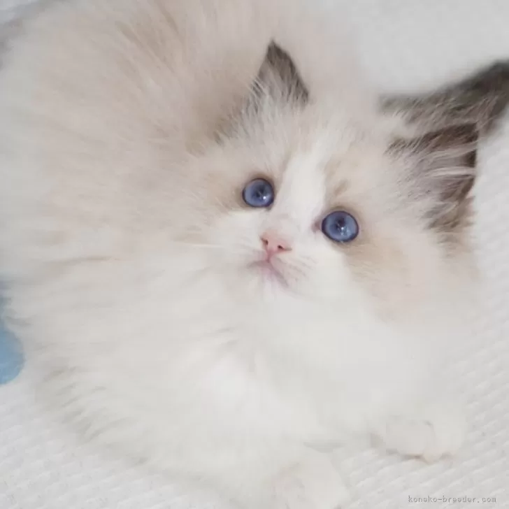 ID:2412-02769の子猫