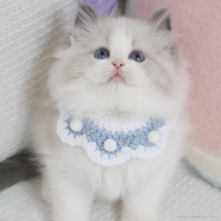 ID：2505-02174の子猫