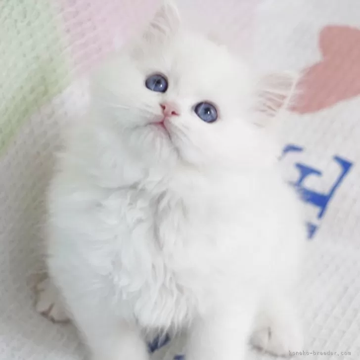 ID：2505-01577の子猫