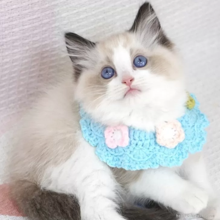 H.K 様のお迎えした子猫
