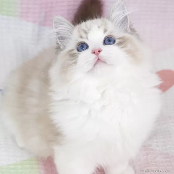 ID:2508-01440の子猫