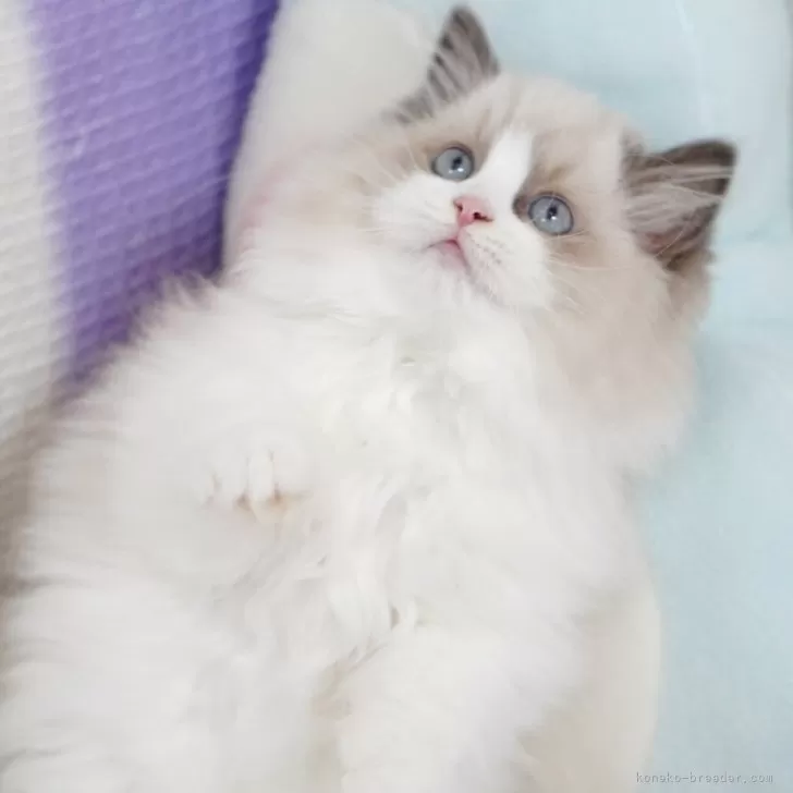 N.T 様のお迎えした子猫