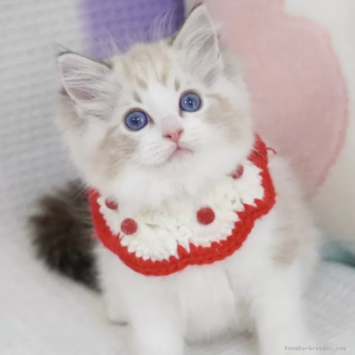 ジン 様のお迎えした子猫