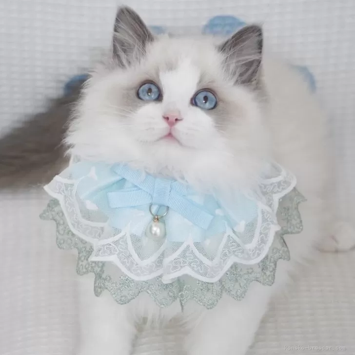 Piano 様のお迎えした子猫